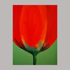 Rode Tulp Een